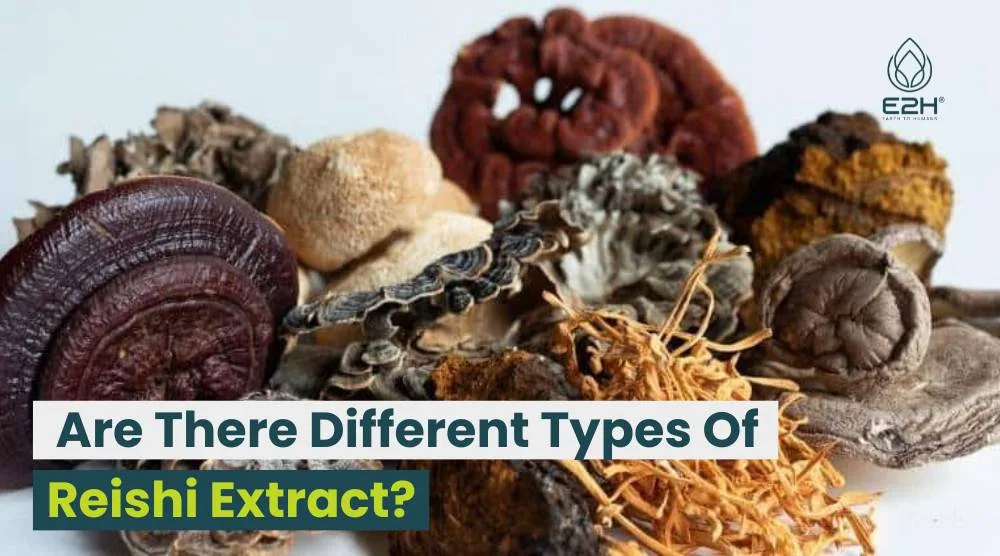 Are There Different Types Of Reishi Extract?