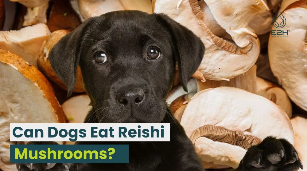Can Dogs Eat Reishi Mushrooms? 4 Can Dogs Eat Reishi Mushrooms?