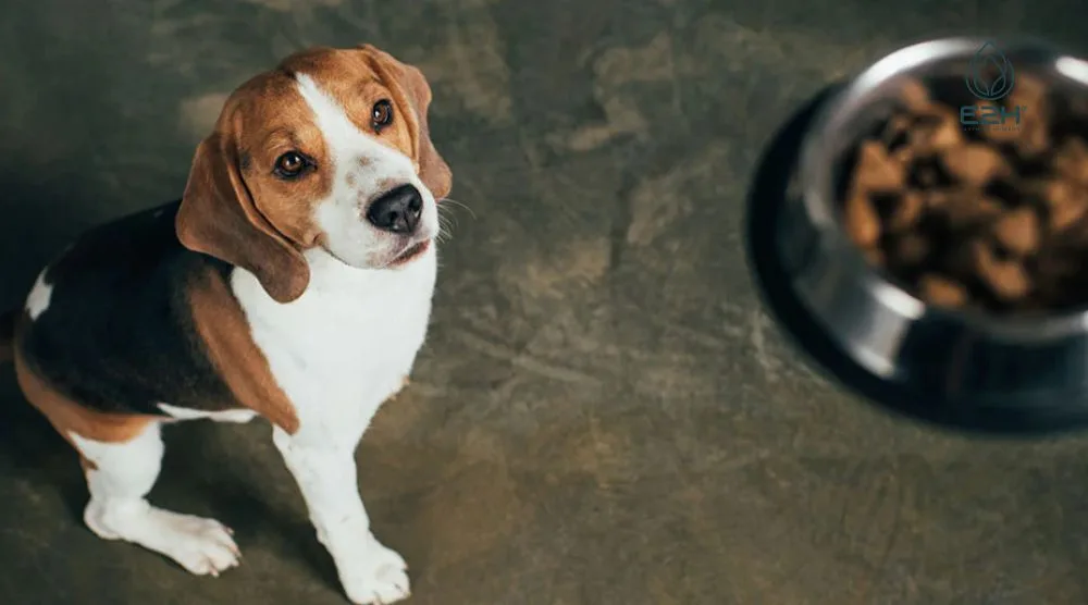 Can Dogs Eat Reishi Mushrooms? 3 Can Dogs Eat Reishi Mushrooms