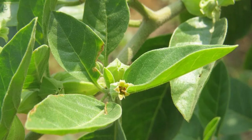 Can I Take Ashwagandha and Berberine Together