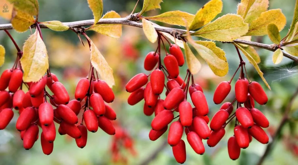 Can I Take Ashwagandha and Berberine Together
