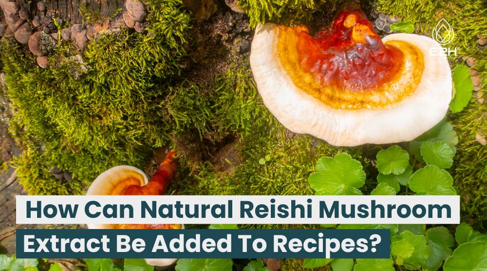 How Can Natural Reishi Mushroom Extract Be Added To Recipes? 10 How Can Natural Reishi Mushroom Extract Be Added To Recipes?