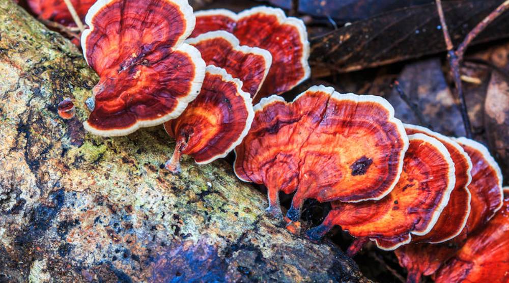 Can Reishi Extract Improve Mental Clarity And Focus