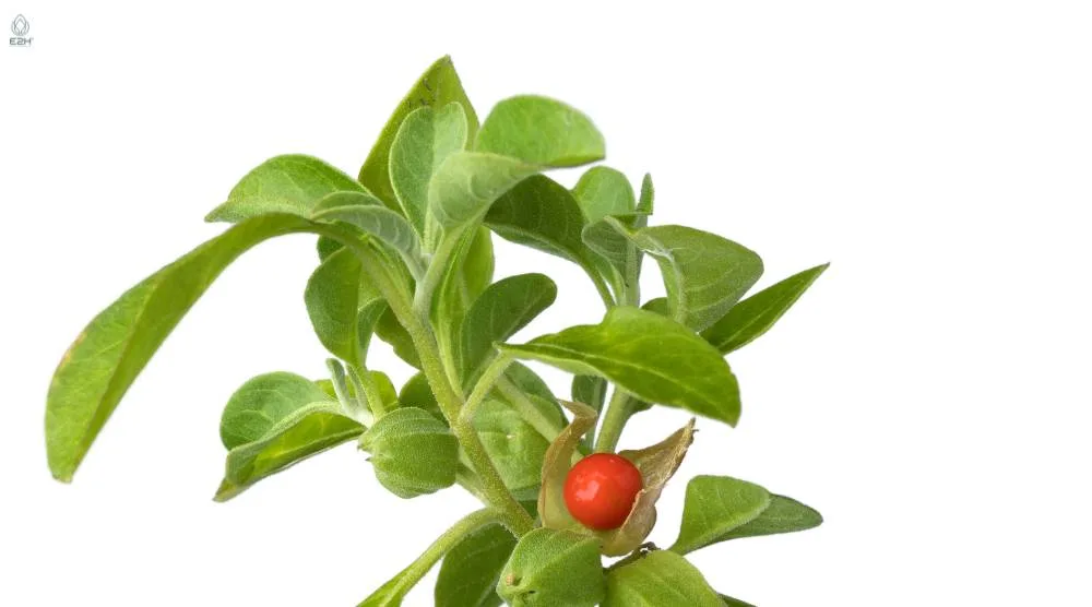Can You Take Kava and Ashwagandha Together