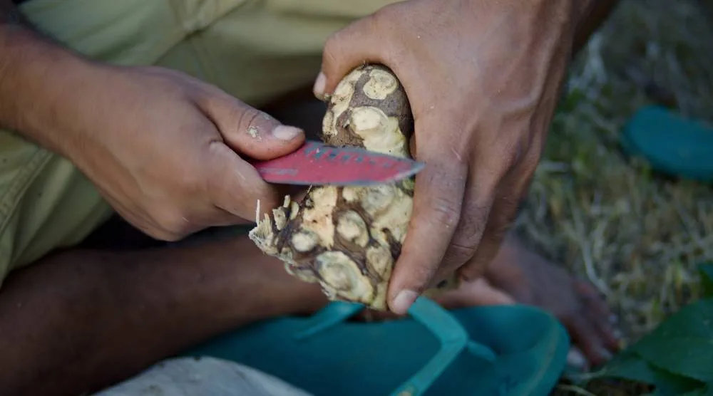 Can You Take Kava and Ashwagandha Together