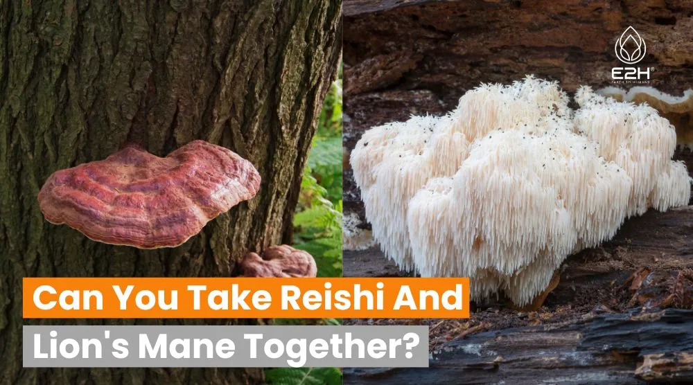 Can You Take Reishi And Lion's Mane Together? 3 Can You Take Reishi And Lion’s Mane Together?