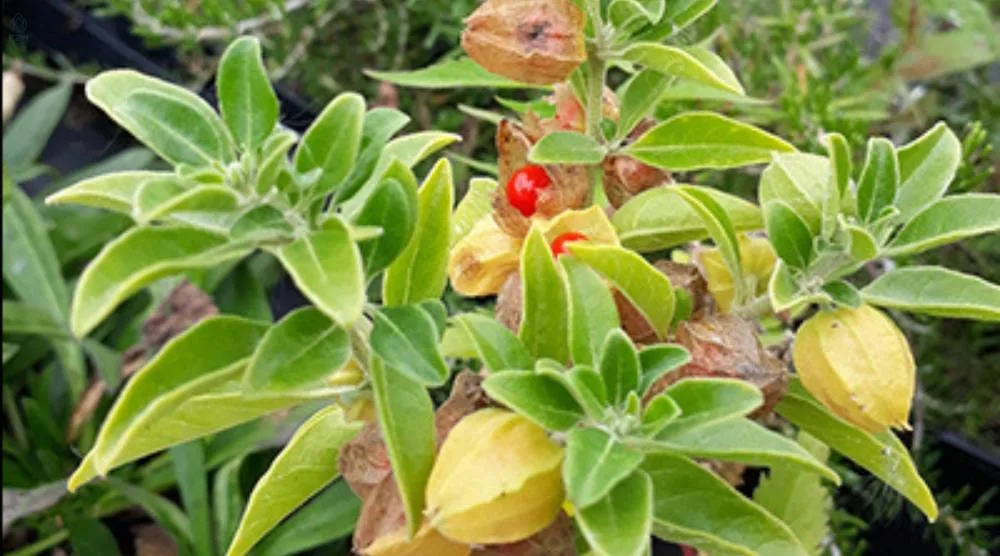 Can You Take Rhodiola and Ashwagandha Together jpg