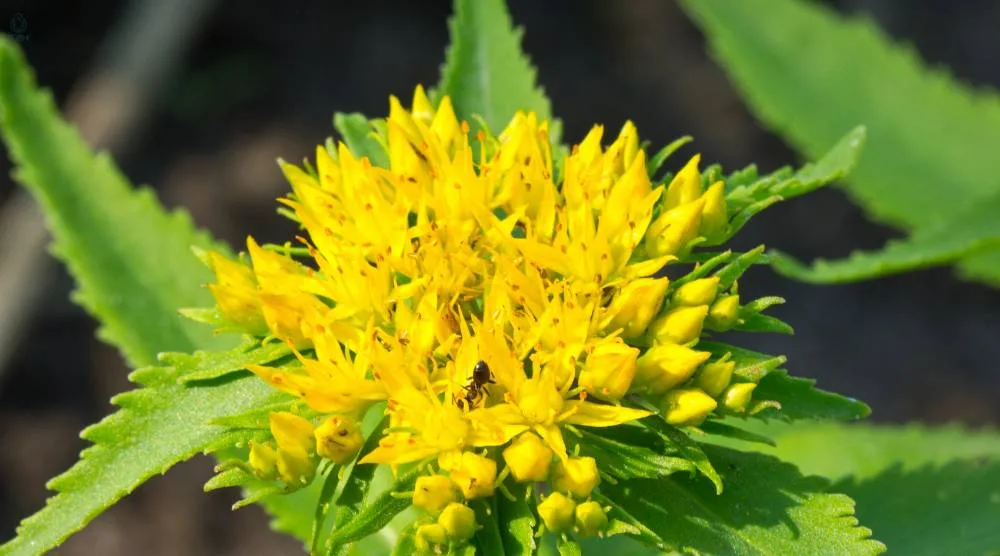Can You Take Rhodiola and Ashwagandha Together