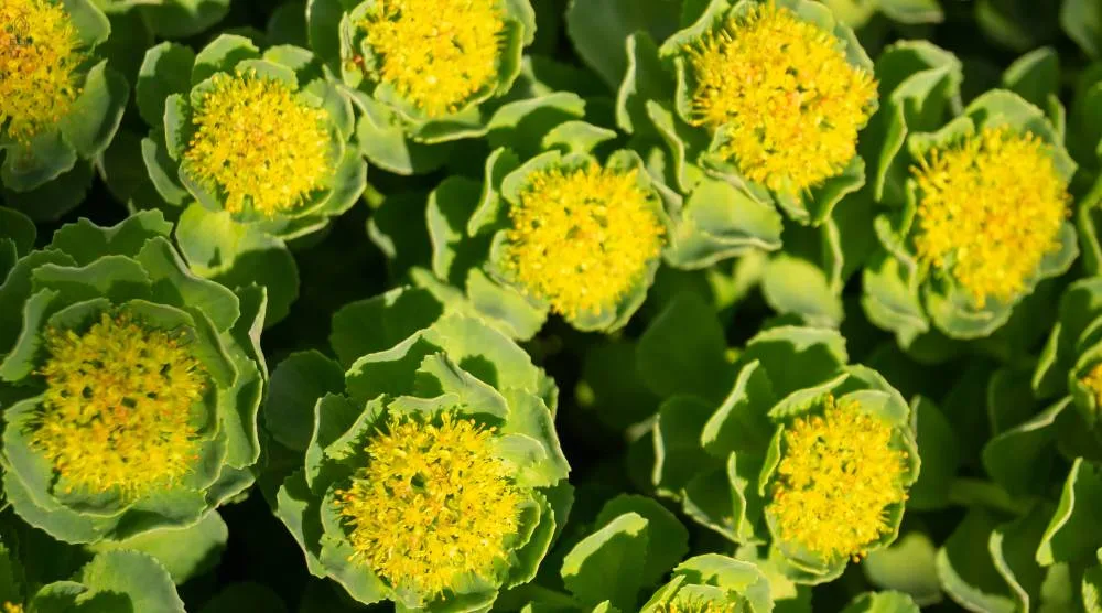 Can You Take Rhodiola and Ashwagandha Together