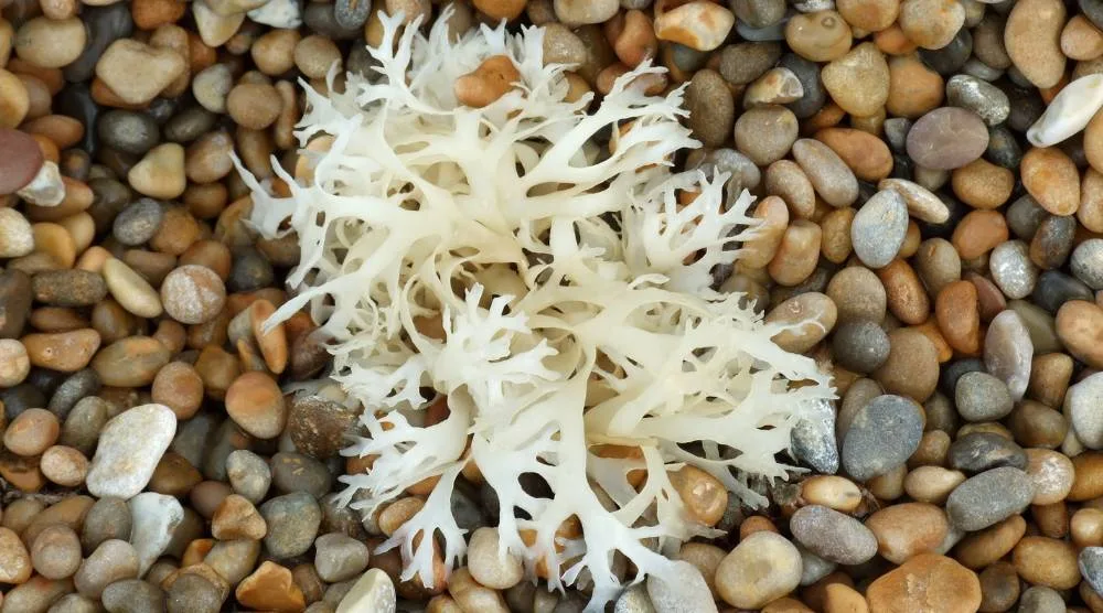 Can You Take Sea Moss and Ashwagandha Together