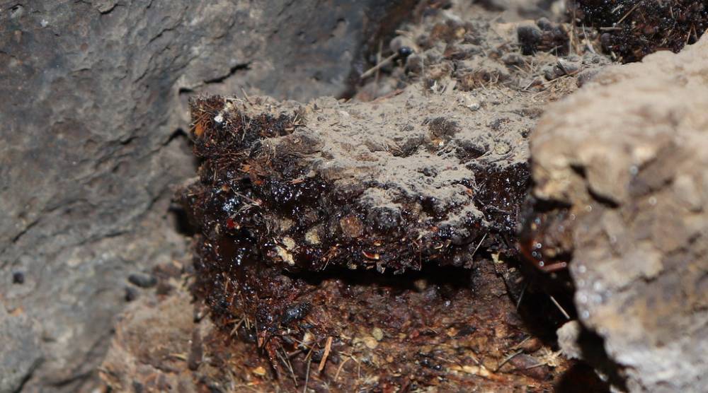 Can You Take Shilajit and Ashwagandha Together