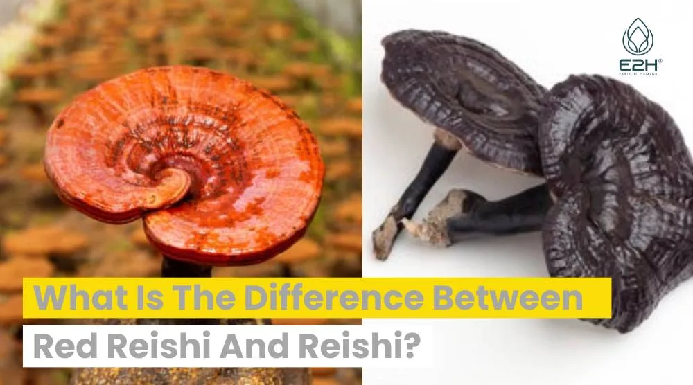 What Is The Difference Between Red Reishi And Reishi?