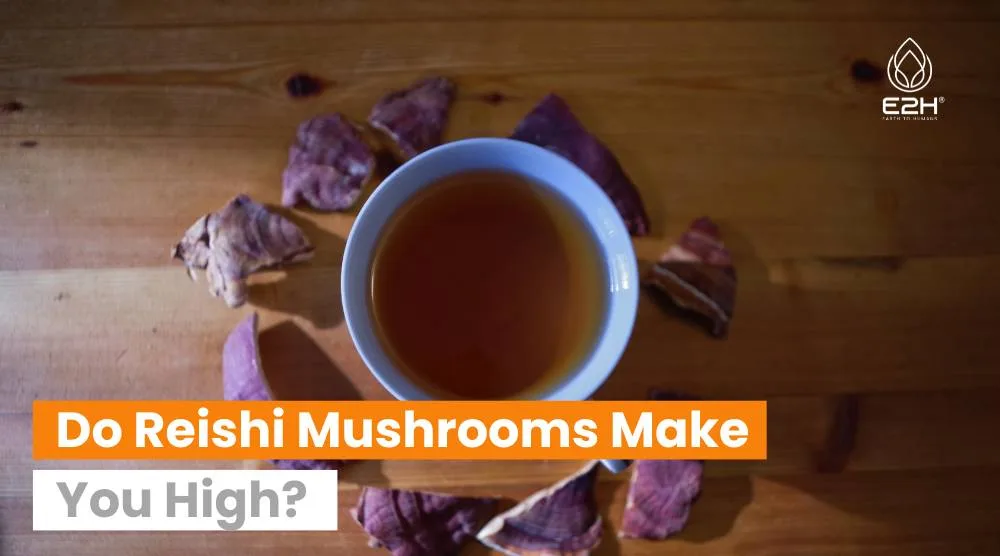 Do Reishi Mushrooms Make You High?