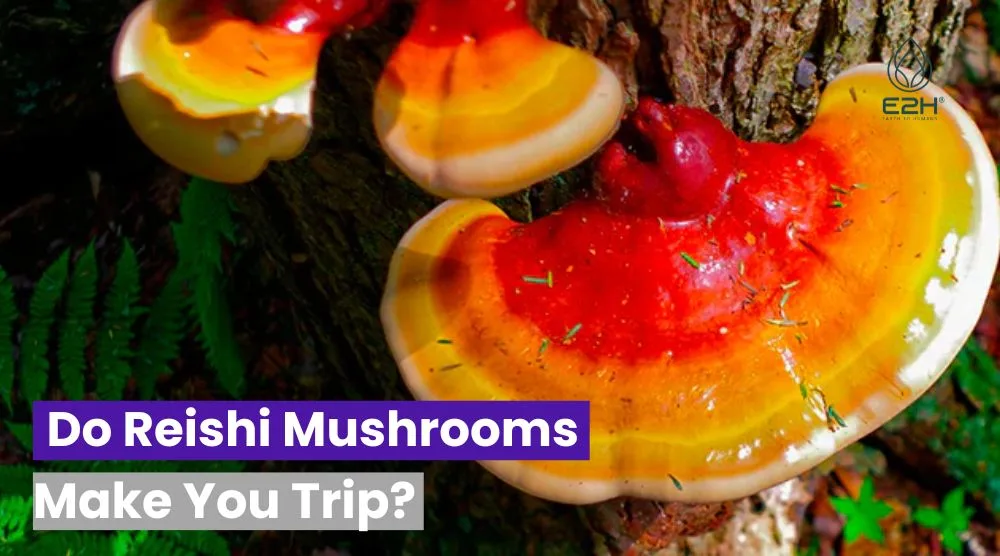 Do Reishi Mushrooms Make You Trip? 7 Do Reishi Mushrooms Make You Trip?