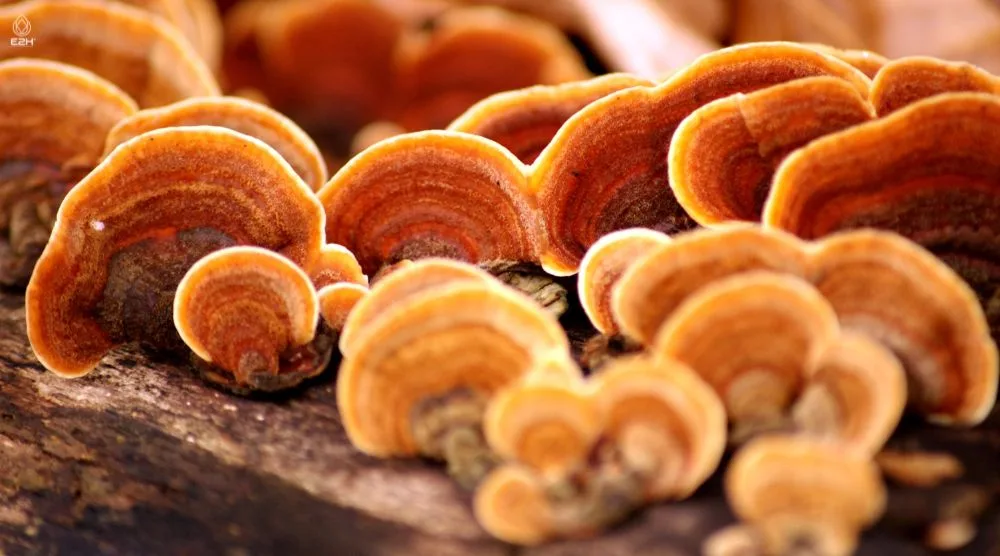 Do Reishi Mushrooms Make You Trip? 2 Do Reishi Mushrooms Make You Trip