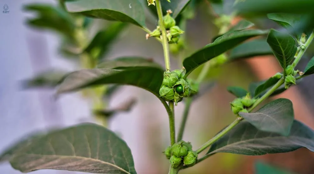 Does Ashwagandha Have Caffeine