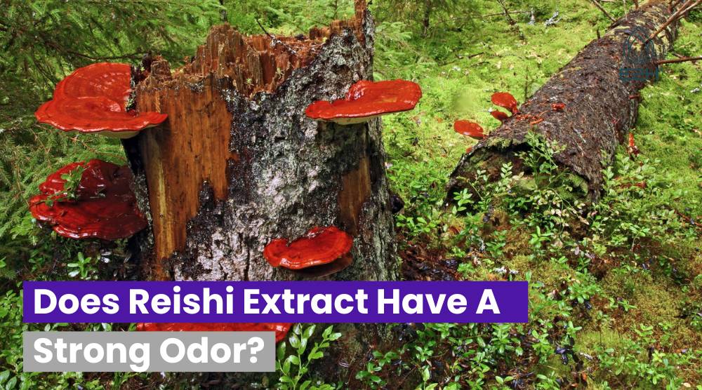 Does Reishi Extract Have A Strong Odor?