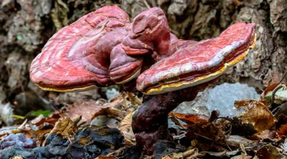 Does Reishi Extract Have A Strong Odor