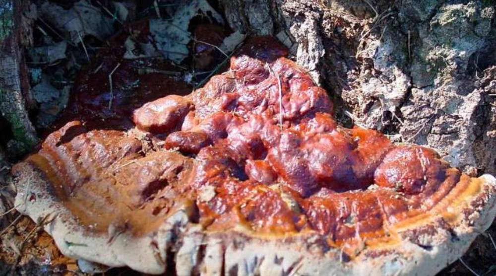 Does Reishi Extract Have Adaptogenic Properties? 1 Does Reishi Extract Have Adaptogenic Properties