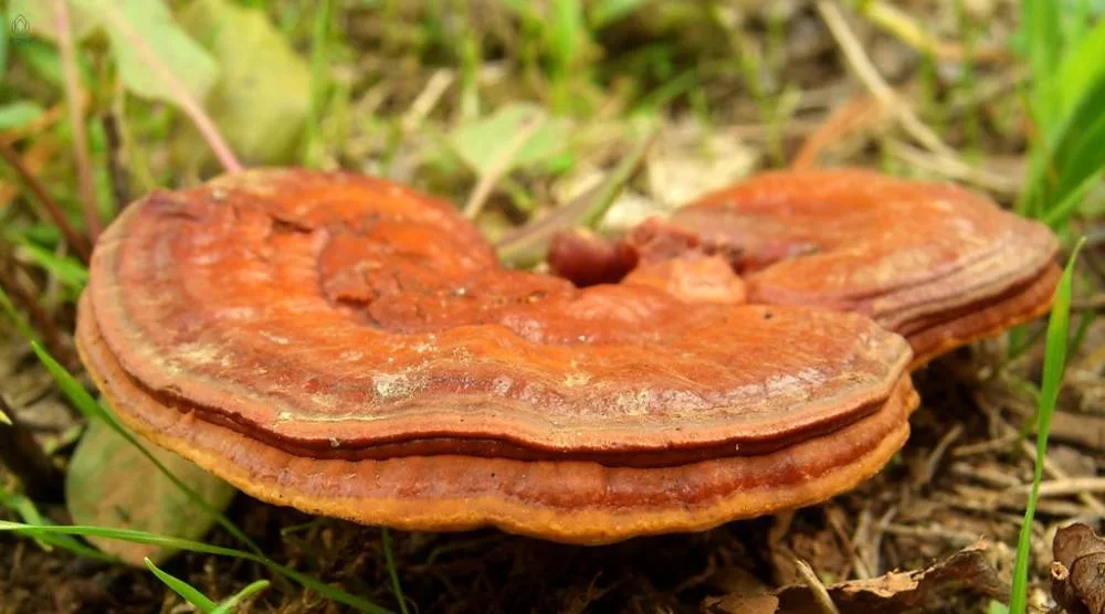 Does Reishi Extract Have Adaptogenic Properties? 2 Does Reishi Extract Have Adaptogenic Properties