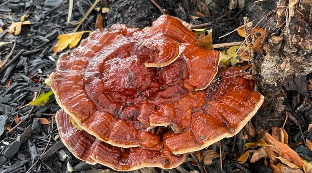Does Reishi Extract Have Adaptogenic Properties? 3 Does Reishi Extract Have Adaptogenic Properties