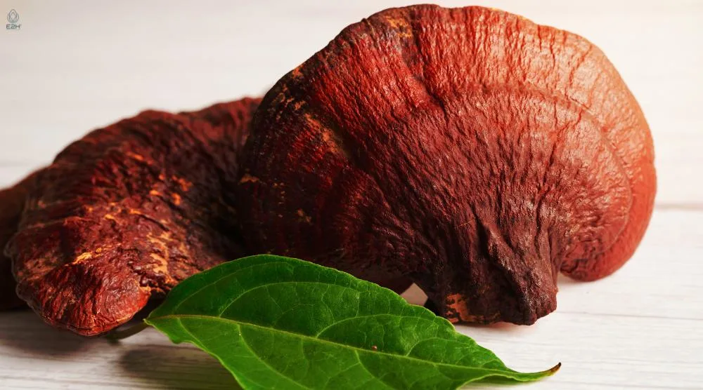 Does Reishi Mushroom Increase Estrogen? 2 Does Reishi Mushroom Increase Estrogen