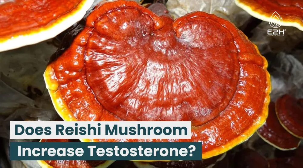 Does Reishi Mushroom Increase Testosterone? 6 Does Reishi Mushroom Increase Testosterone?