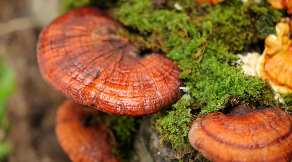 Does Reishi Mushroom Increase Testosterone