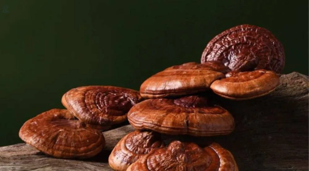 How Is Natural Reishi Extract Made? 2 How Is Natural Reishi Extract Made