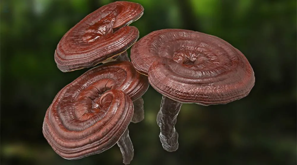 How Is Natural Reishi Extract Made? 3 How Is Natural Reishi Extract Made