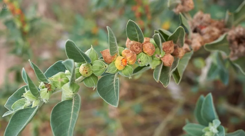 How Long Does Ashwagandha Take To Work