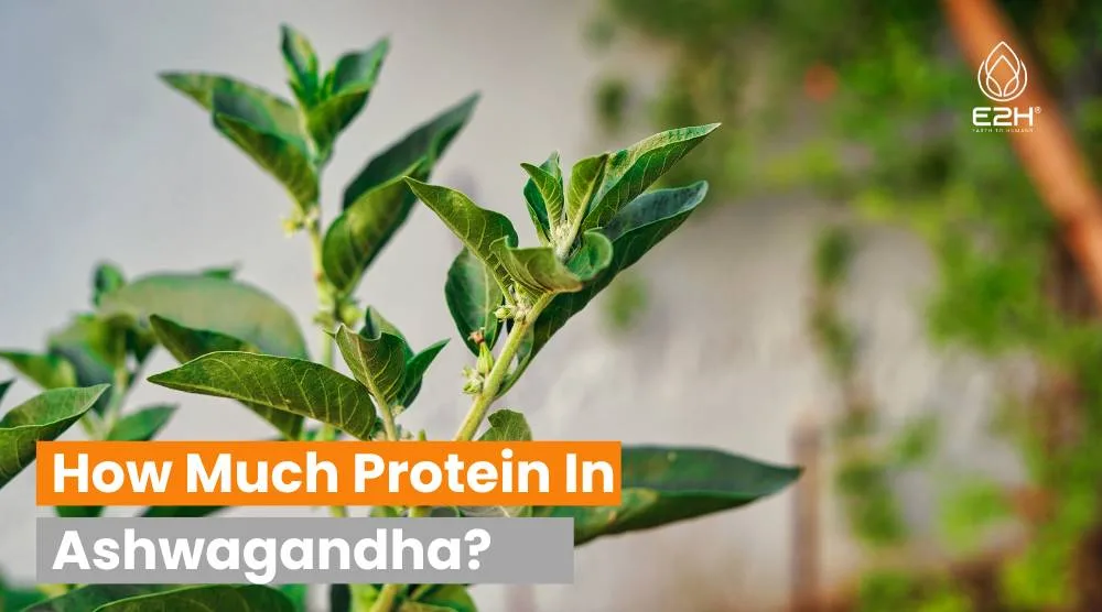How Much Protein In Ashwagandha