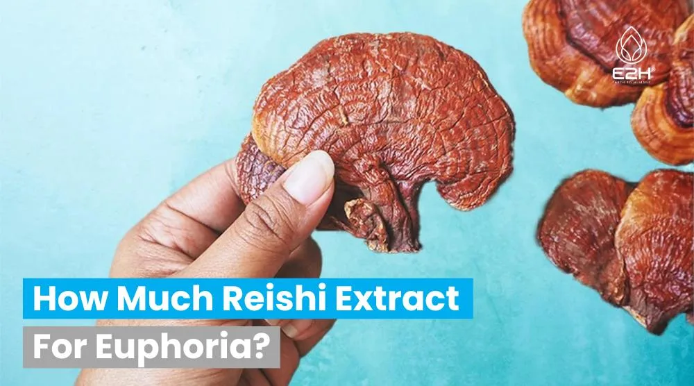 How Much Reishi Extract For Euphoria? 12 How Much Reishi Extract For Euphoria?