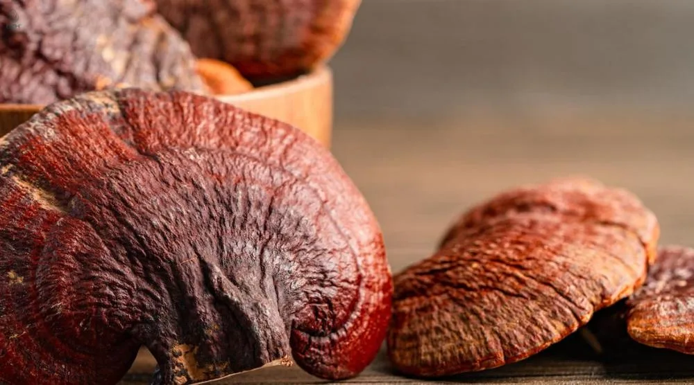 How Much Reishi Extract For Euphoria? 2 How Much Reishi Extract For Euphoria