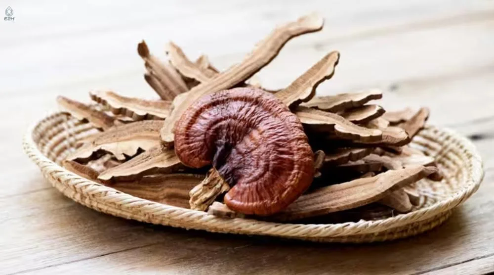 How Much Reishi Extract For Euphoria? 3 How Much Reishi Extract For Euphoria