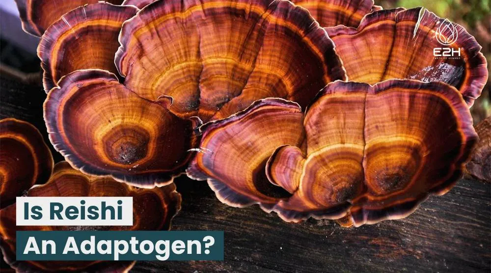Is Reishi An Adaptogen?