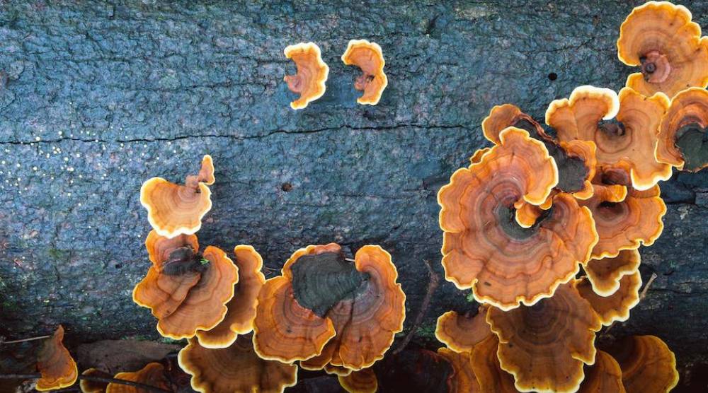 Is Reishi An Adaptogen