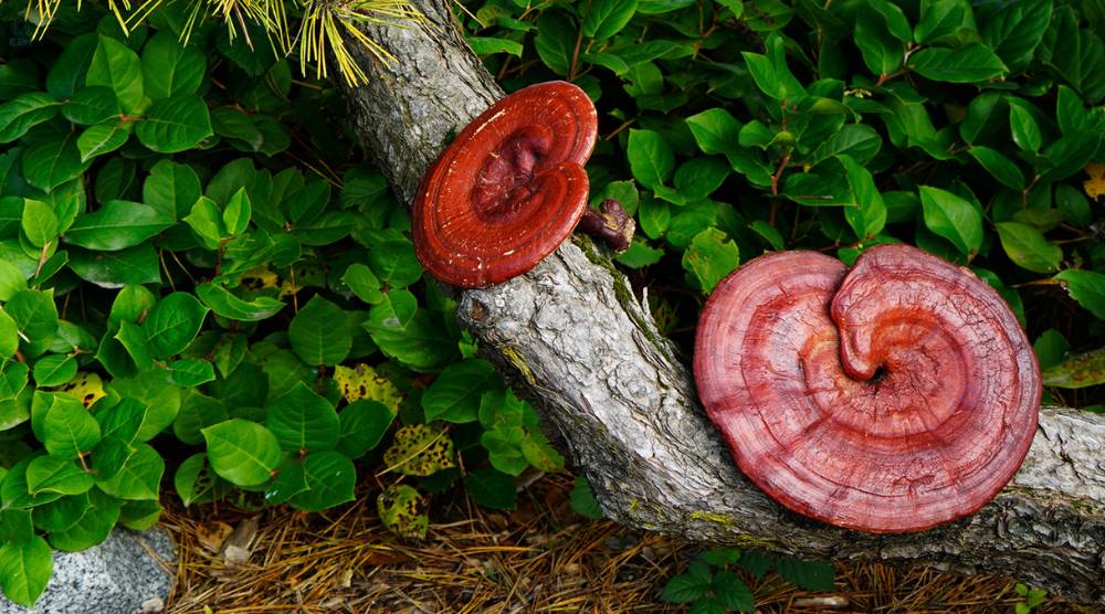 Is Reishi An Adaptogen