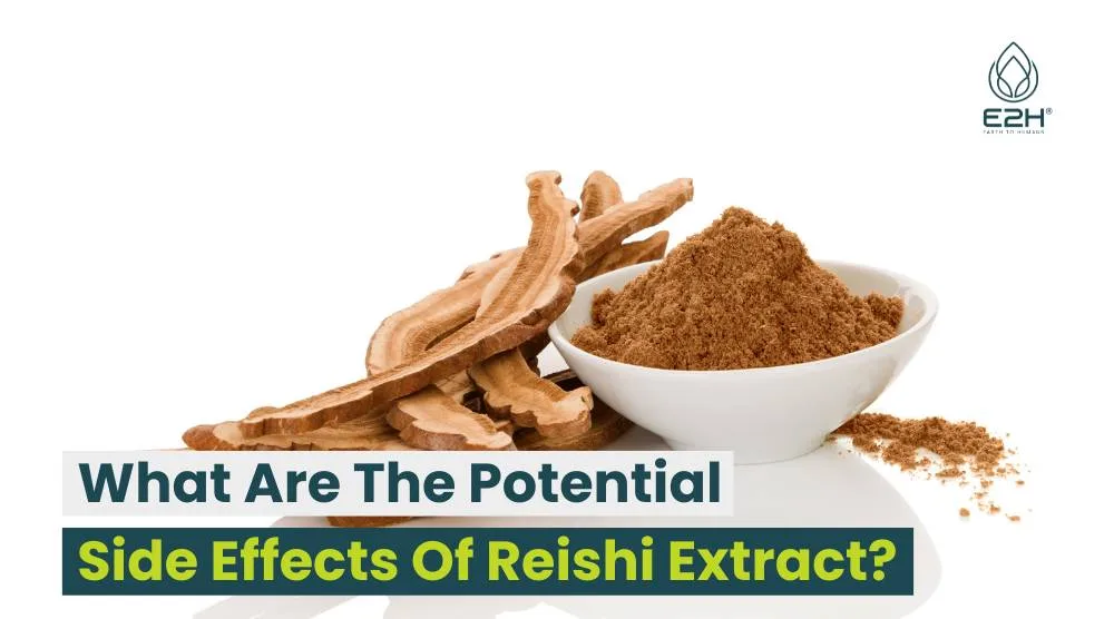 What Are The Potential Side Effects Of Reishi Extract? 9 What Are The Potential Side Effects Of Reishi Extract?