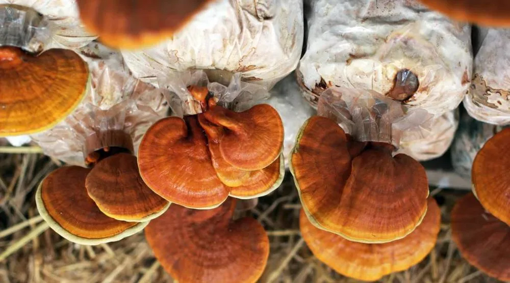 What Are The Potential Side Effects Of Reishi Extract? 1 Potential Side Effects Of Reishi Extract