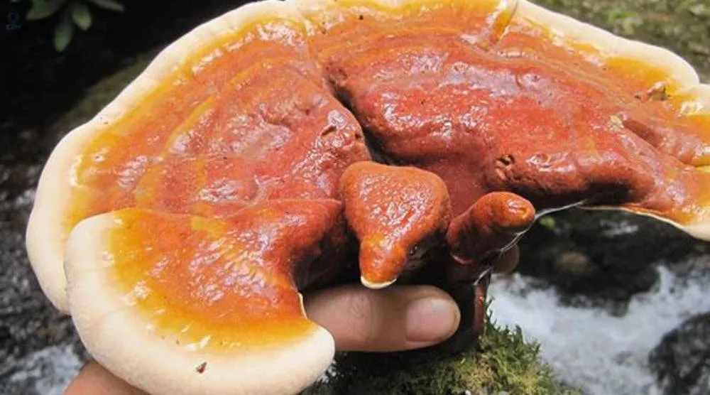 What Are The Potential Side Effects Of Reishi Extract? 3 Potential Side Effects Of Reishi Extract