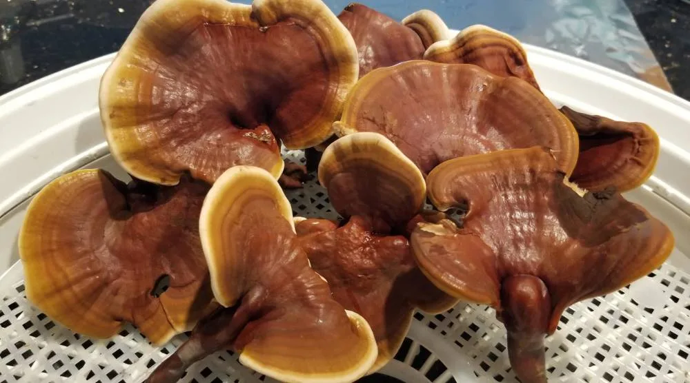 What Are The Potential Side Effects Of Reishi Extract? 2 Potential Side Effects Of Reishi Extract