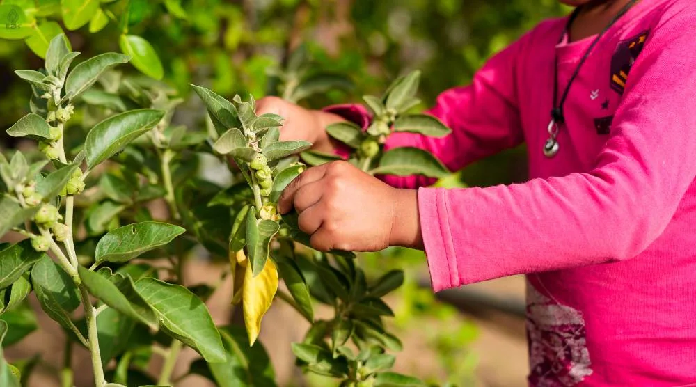 Side Effects Of Ashwagandha