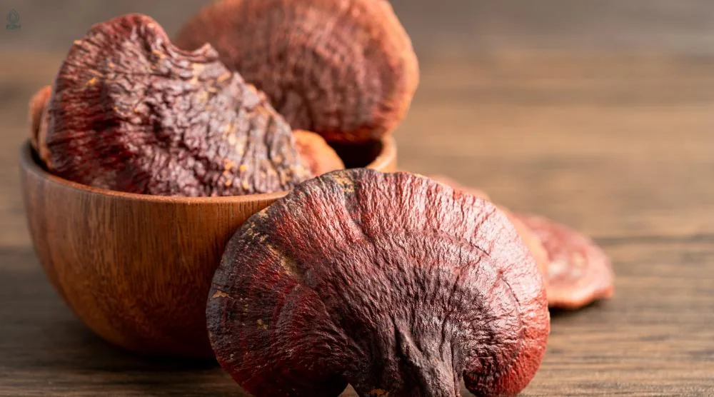 What Does Reishi Taste Like? 2 What Does Reishi Taste Like