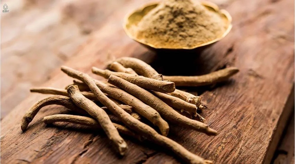 Where To Buy Ashwagandha Root Liquid Extract