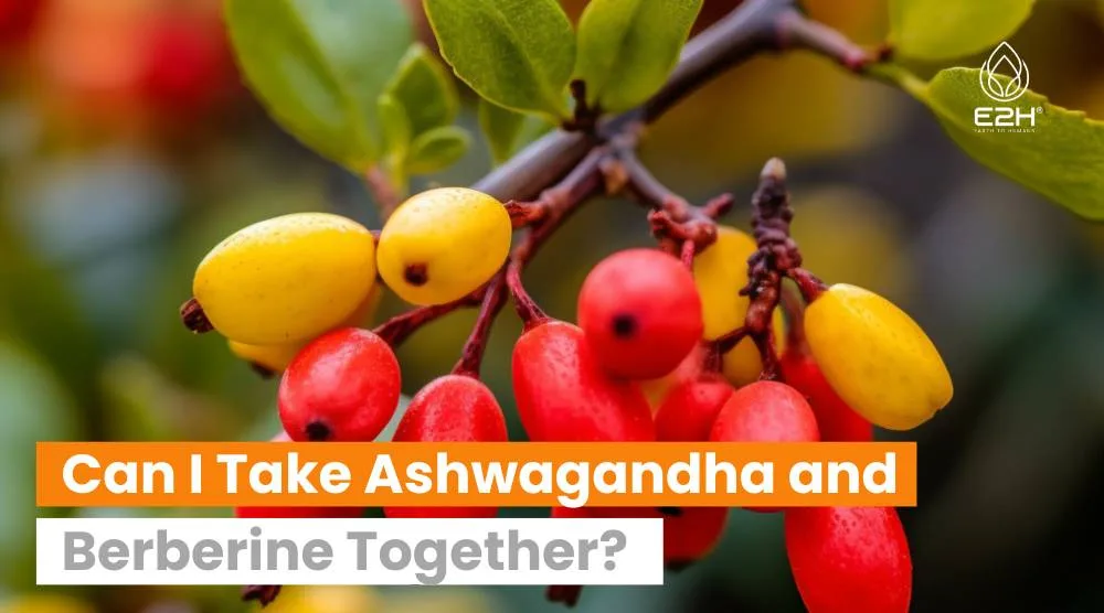 Can I Take Ashwagandha and Berberine Together?