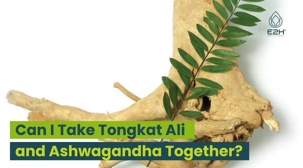 Can I Take Tongkat Ali and Ashwagandha Together: YES!