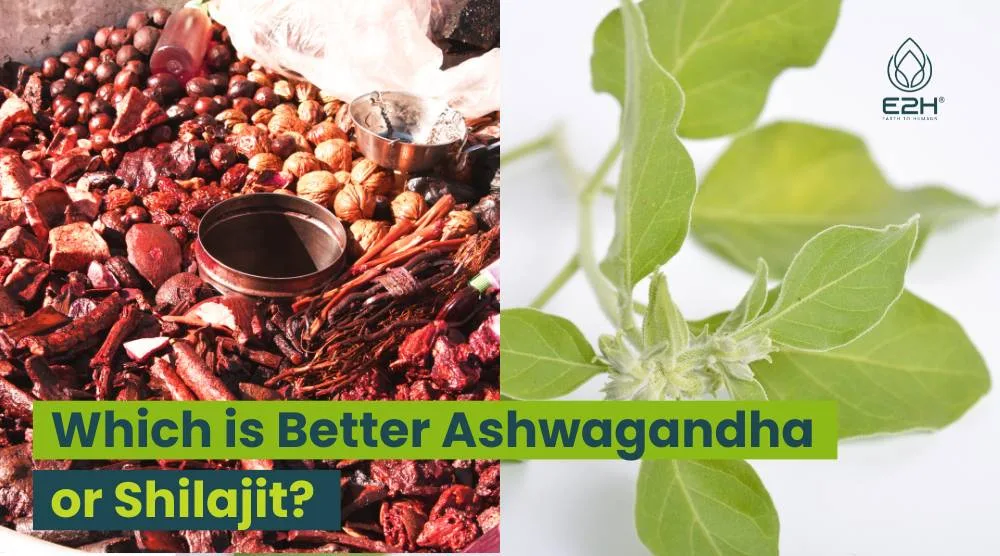 Which Is Better Ashwagandha Or Shilajit?